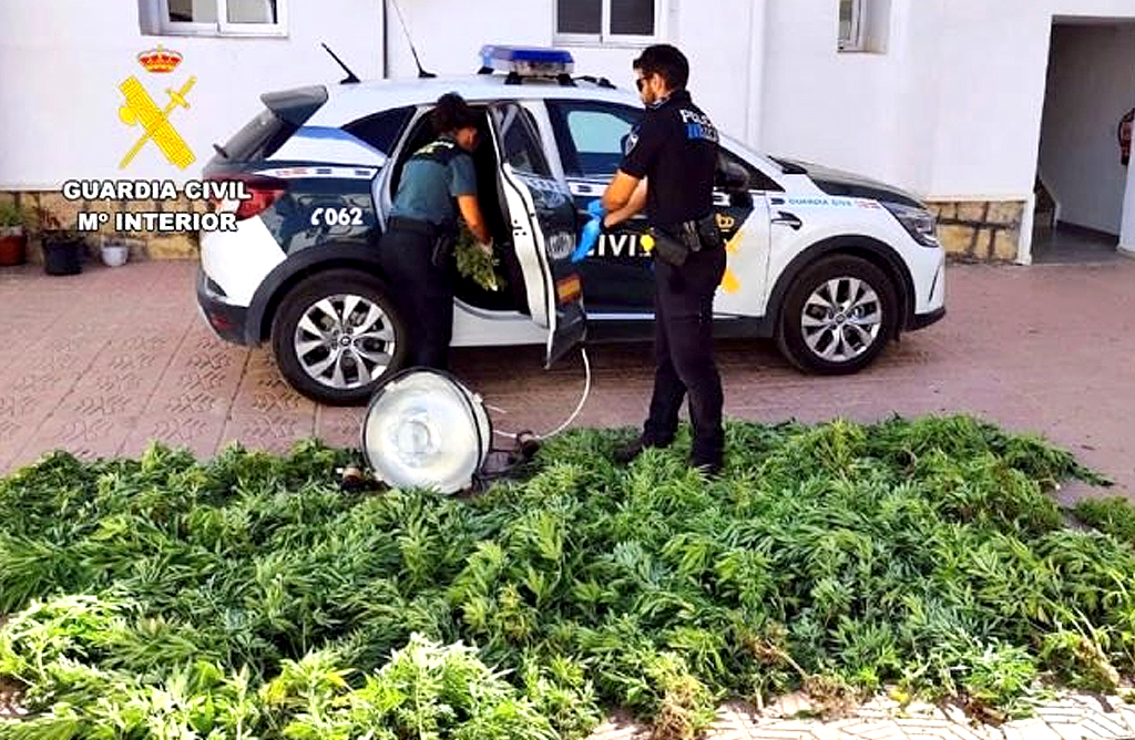 La Guardia Civil desmantela en Aledo un cultivo ilcito de marihuana

